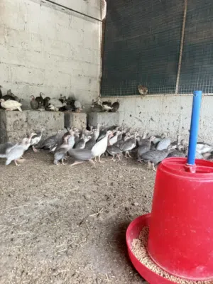 للبيع كنج العمر شهرين وفوق