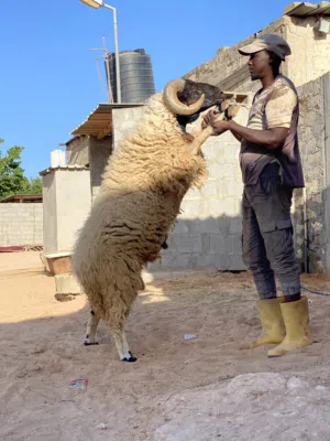 فحل الوطني