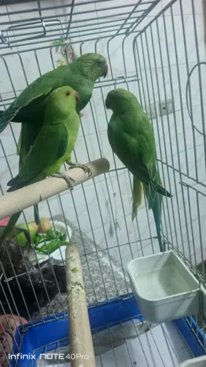 ثلاث حبات دره شوف الوصف