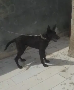 دكر مالينو دارك 5شهور بسم الله ماشالله عليه