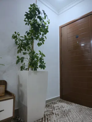 two perfect condition plants with pot for sale in salmiyah b10
