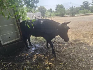 Cow big sige color black male price 650