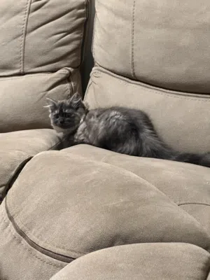 Persian Mix cat for sale