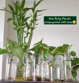 we have indoor plants that u can keep in water so no need to worried about watering them...