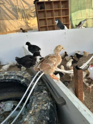Baby chicken 1 pieces 8 dirham   دجاجة صغيرة، قطعة واحدة، 8 دراهم