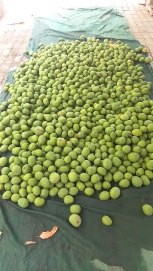 منجا عماني اخضر ( حدال )