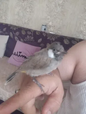 بلبل مخلف. اقره لوصف مهم ببع مستعجل