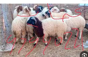 ‏غنم‏1