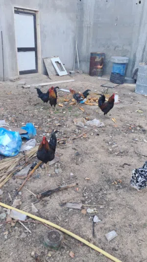 فراريج عربيات للبيع