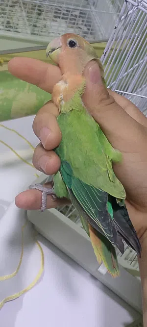 ابوسليم اقراء الوصف
