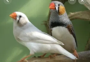 عصافير زيبرا للبيع عدد 3 مع قفص