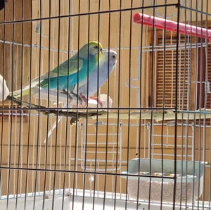 Birds1