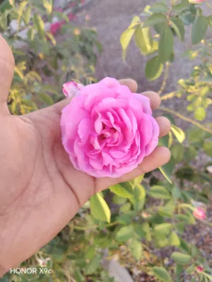 شتلات الورد المحمدي العماني