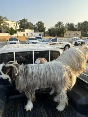 حلال عماني للبيع