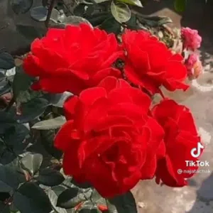 يارب لك الحمد