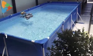 حوض سباحه كبير