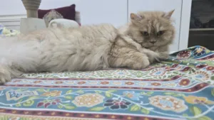 her name is lucky and she is very good cat