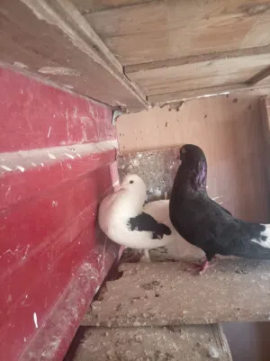 جوزين شغلات ومكفولات..