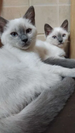 Siamese kittens