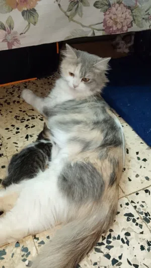 Persian cat for sale