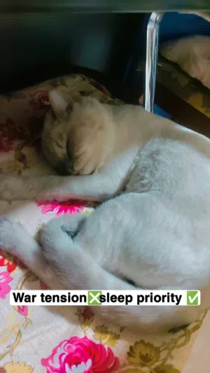 persian 1 year old male Himalayan cat