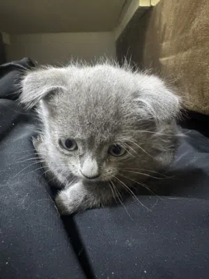 Cat kittens