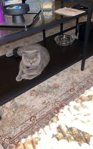 فندقه قطط والحيوانات الاليفة