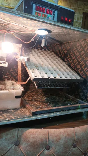 فقاسة بيض توماتيك بحال الوكاله