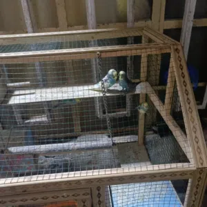 طيور حب للبيع اربعه ازواج