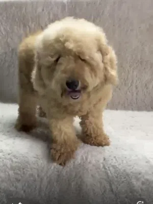 Toy poodle