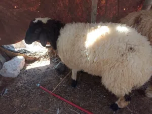 فطيمه صغيرة في عمر عز ماتكسب اقرا وصف