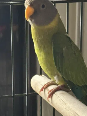 ببغاء الرأس البرقوقي plum headed parakeet اليف صغير بالعمر هادي غير مزعج مع قفص كوكتيل