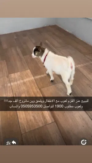 للبيع ماعز القزم اليف ولعوب