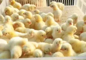 صيصان لاحم عمر 5ايام