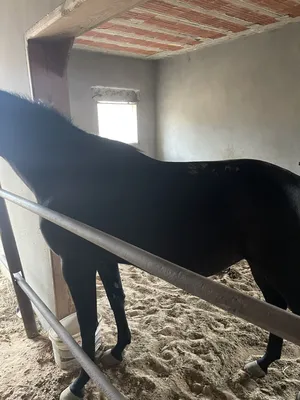 ‏خيل‏2