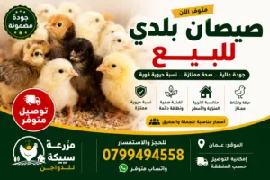 صيصان بلدي قوية ونشيطة للبيع