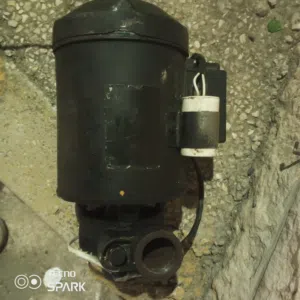 مادور ما نوع ايطالي نوره