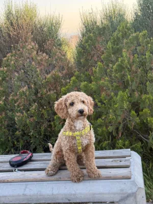 7-Month-Old Male Toy Poodle