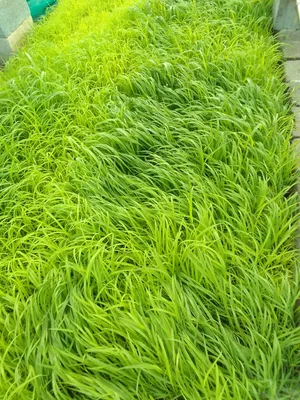 Trees - Plants2