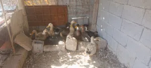 5زوج بش للبيع زوج