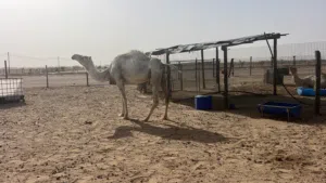 ناجه مدني البيع