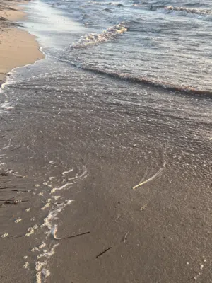 صالح الفيتوري 