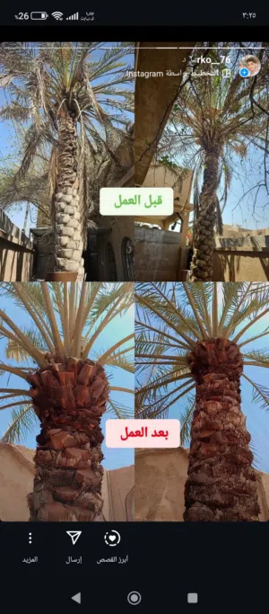 خدمات عامر للزراعة والنخيل وترتيب الحدائق والتنظيف والتقليم الأشجار للاستفسار واتساب