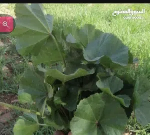 خبيزة بلدية نخب