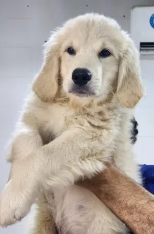 Golden Retriever Puppies – Pure Breed  Strong bone structure heavy body only one male available