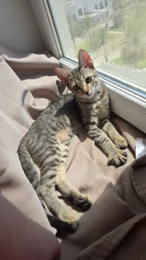 2~3 months old kitten
