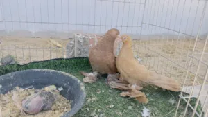 كوبيه قريب دخي متاحه