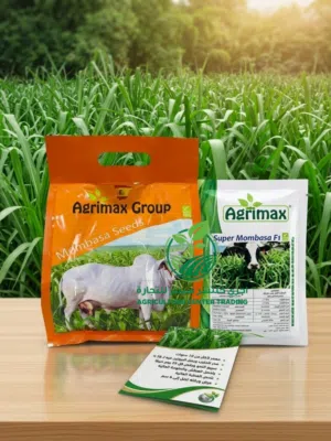 بذور مومباسا الإسبانية (Agrimax) - الحل الأمثل لتوفير الأعلاف وزيادة الحليب