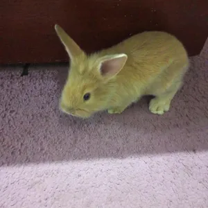Rabbits0