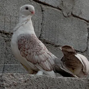 حمودي العراقي 